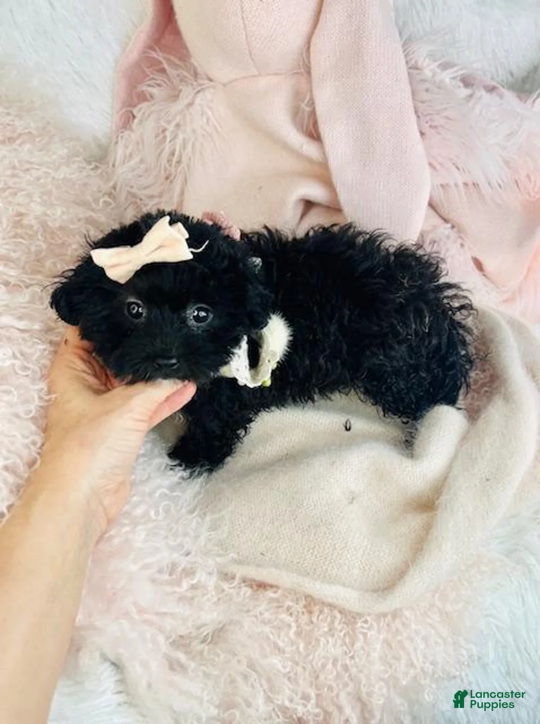 Maltipoo dogs for sale: Maltipoo Puppy 1 - Ad 3