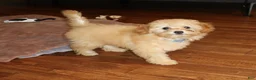 Toy Poodle dogs for sale: Toy Poodle AKC - Ad 4