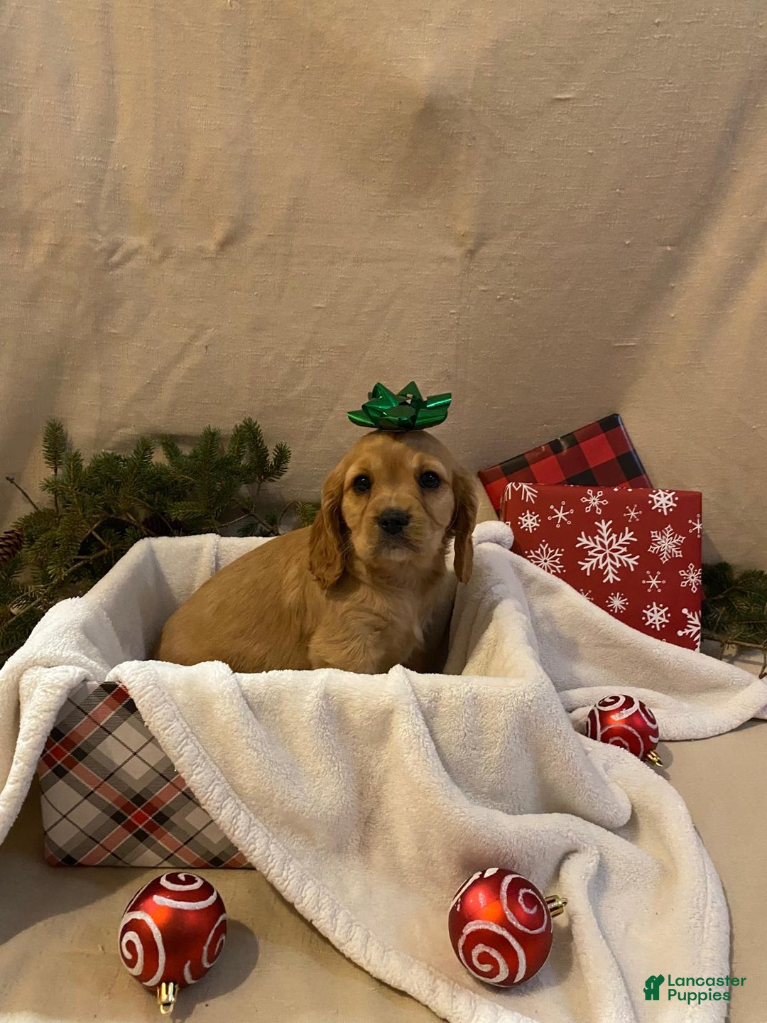 Cavalier King Charles Spaniel dogs for sale: Asher - Ad 1