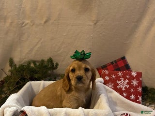 Cavalier King Charles Spaniel dogs for sale: Asher - Ad 4