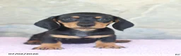 Miniature Dachshund dogs for sale: Colt - Ad 5