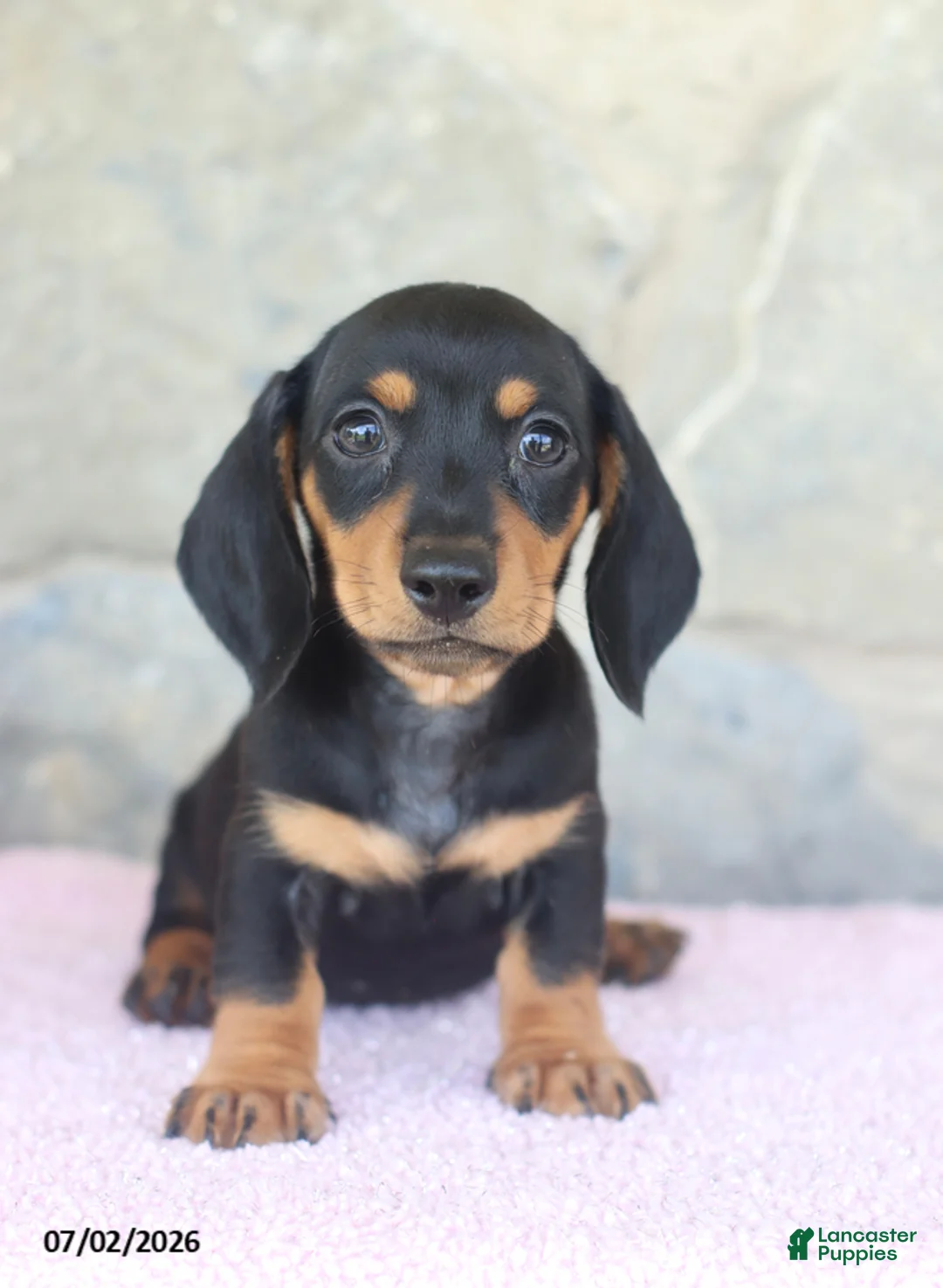 Miniature Dachshund dogs for sale: Colt - Ad 5
