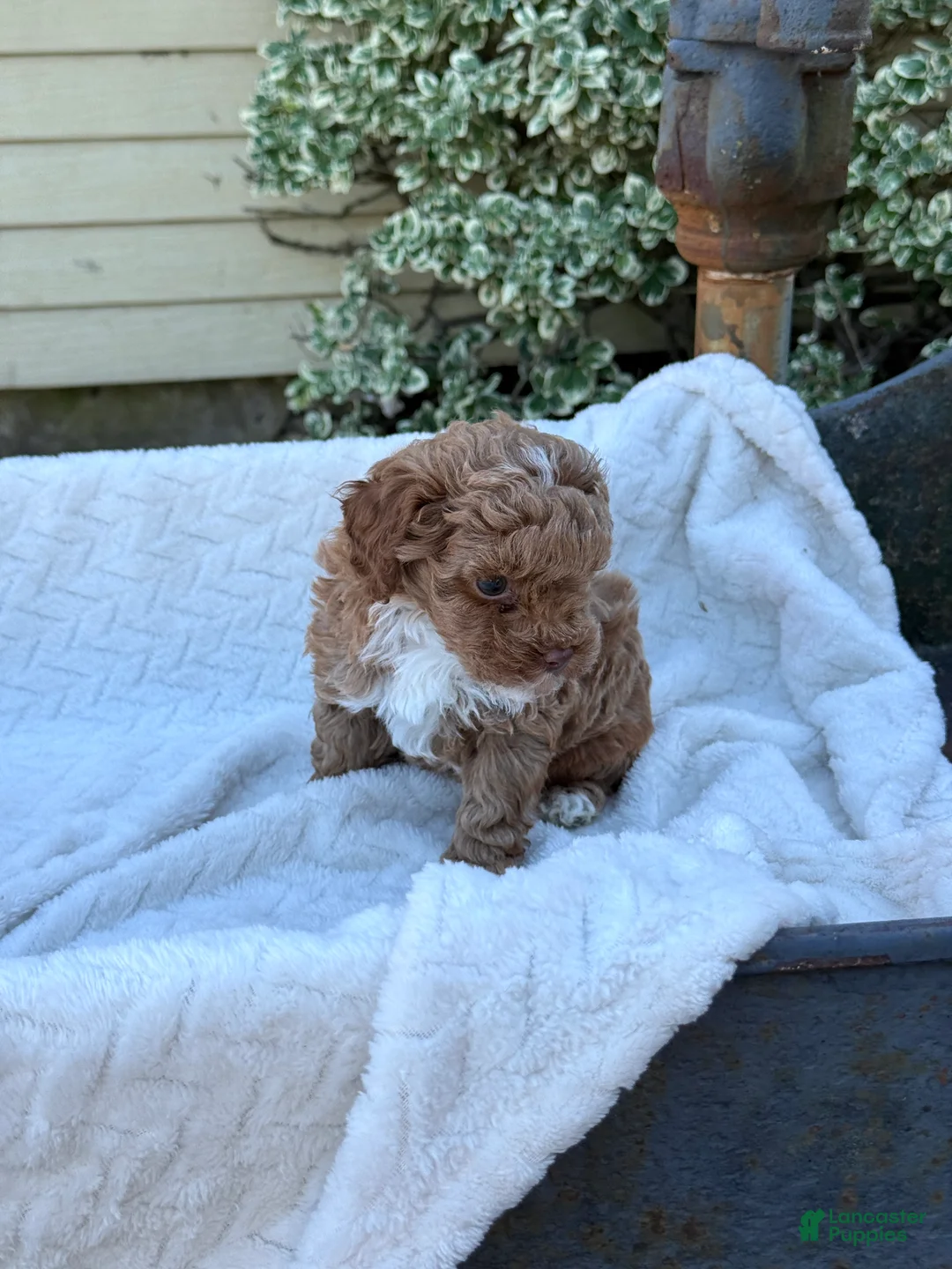 Toy Poodle dogs for sale: Garfield - Ad 2