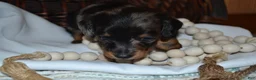 Dachshund dogs for sale: Smokey - Ad 6