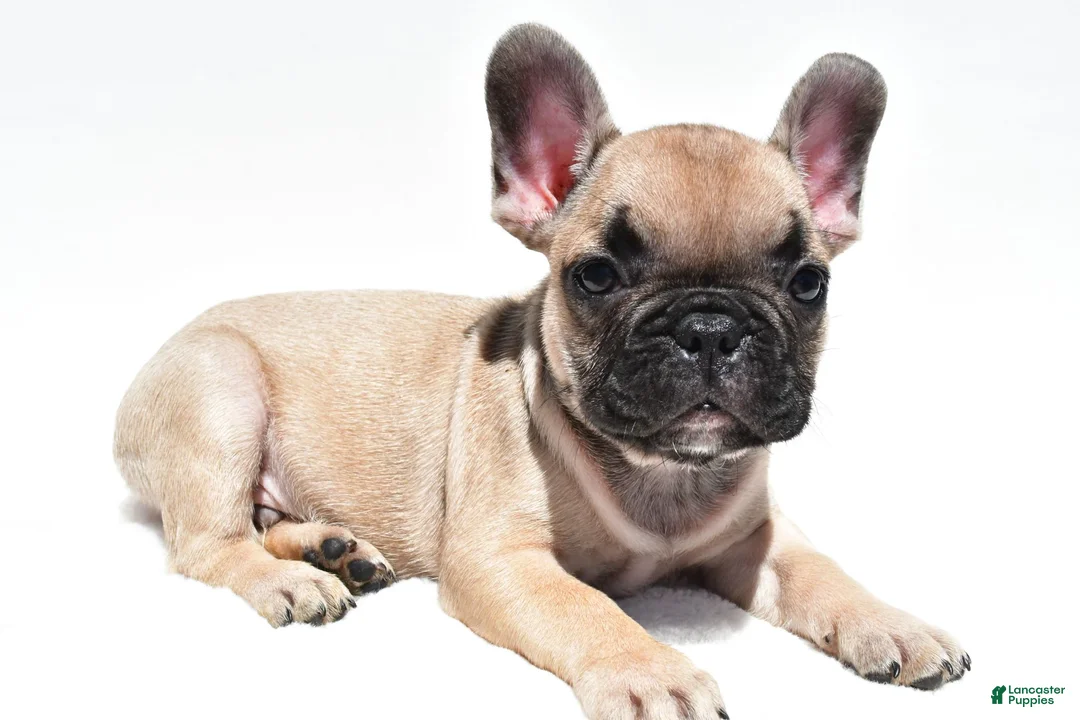 French Bulldog dogs for sale: Patrick  - Ad 2