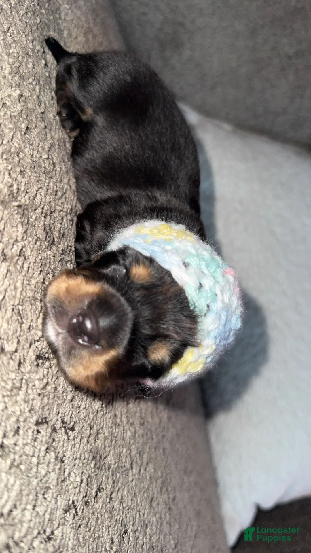 Dachshund dogs for sale: Dachshund Puppy 1 - Ad 2