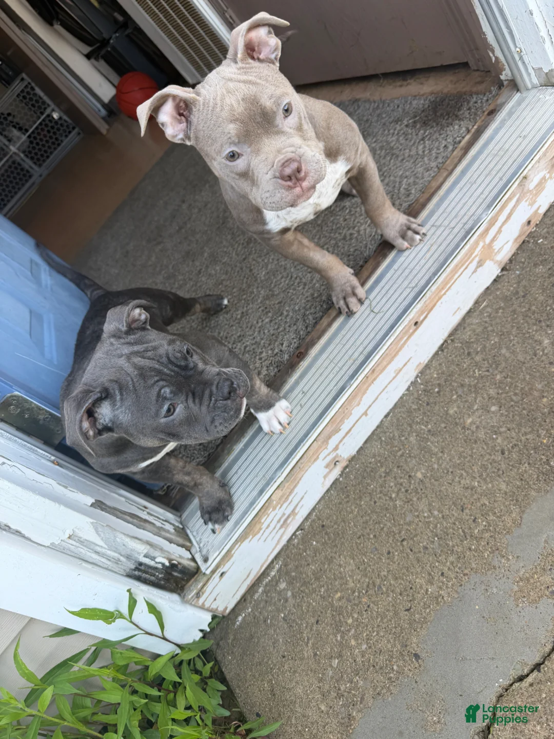 Mixed Breed dogs for sale: Mixed Breed Puppy 3 - Ad 1