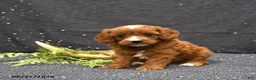 Cavapoo dogs for sale: Linsey - Ad 3