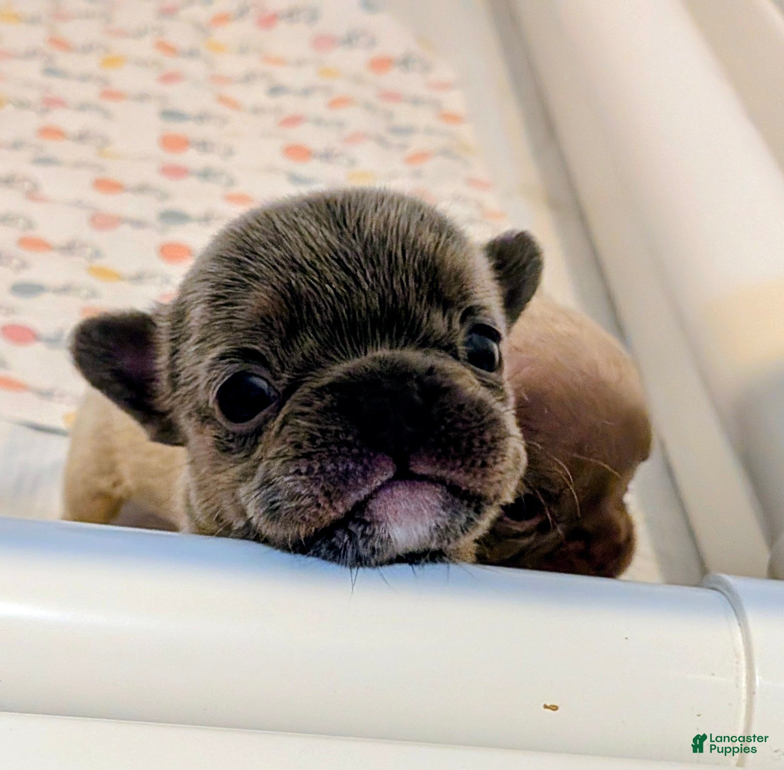 French Bulldog dogs Lily 🌸 - Ad 2