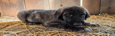 Aspen 2026 Male 2