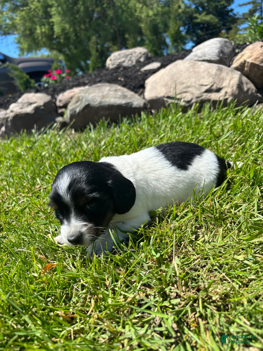 Miniature Dachshund dogs for sale: Paisley  - Ad 2