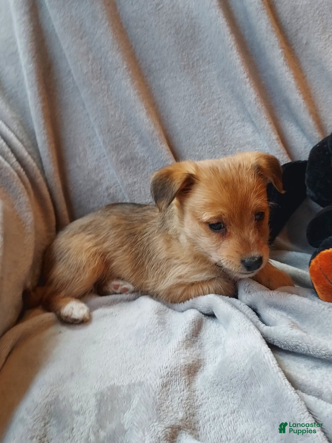 Jackapoo dogs for sale: Percy - Ad 2