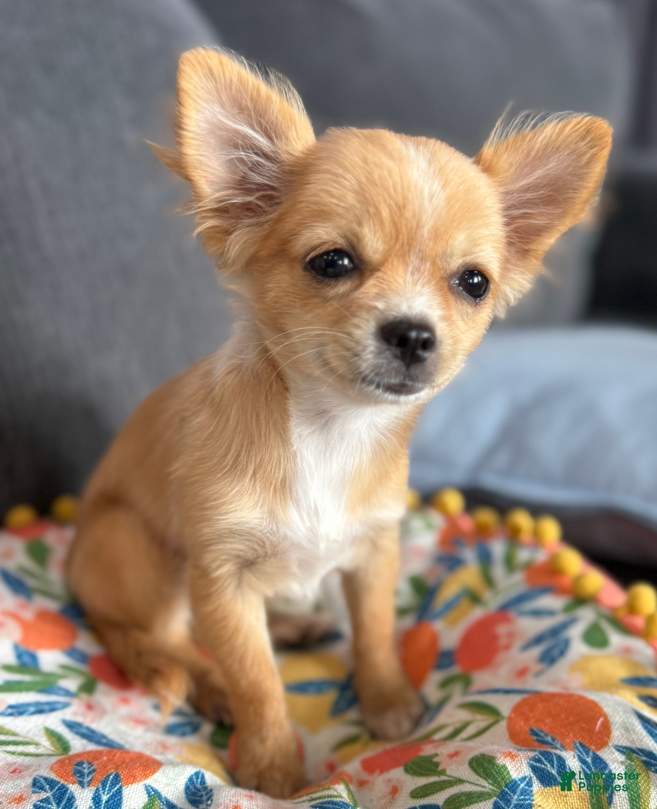 Chihuahua dogs Cream long hair Teacup  - Ad 2