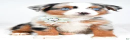Miniature Australian Shepherd dogs for sale: Ami - Ad 10