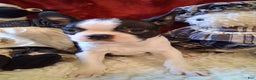Boston Terrier dogs for sale: Brittany  - Ad 6