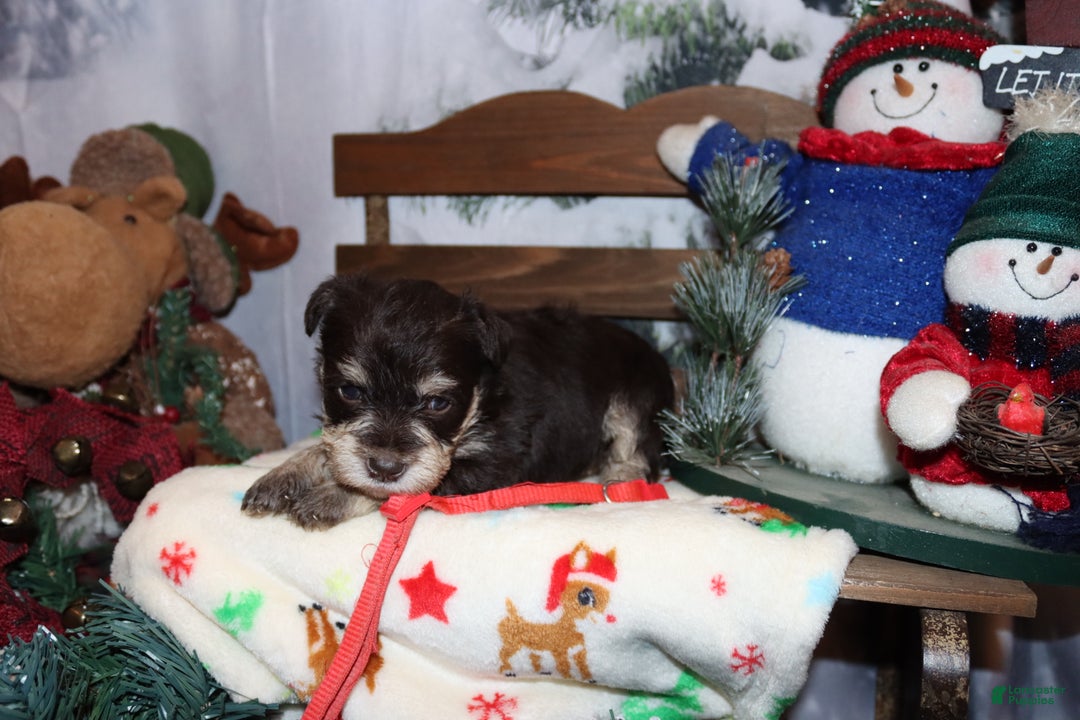 Miniature Schnauzer dogs for sale: sadie - Ad 3