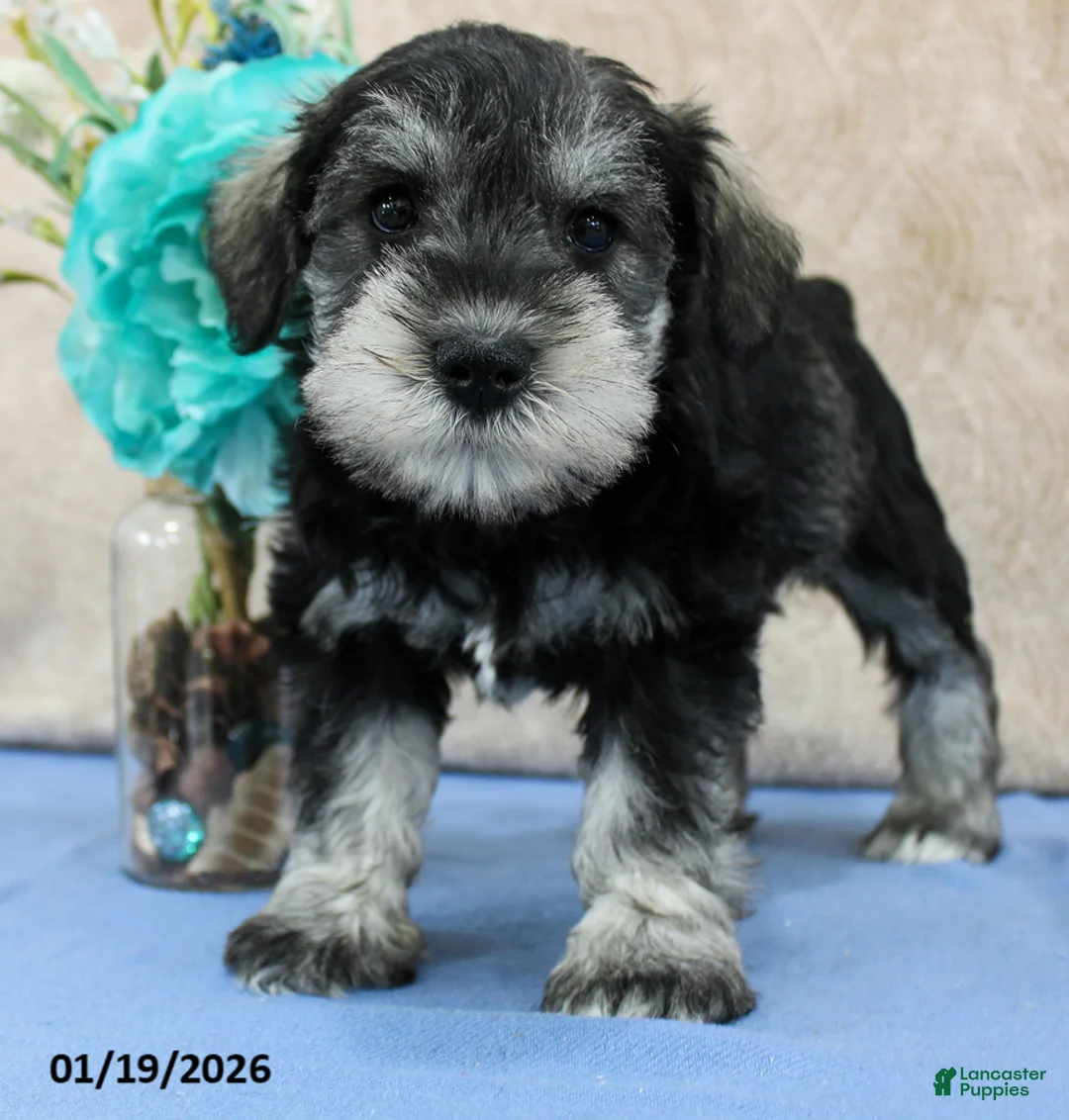 Miniature Schnauzer dogs for sale: Quip - Ad 2