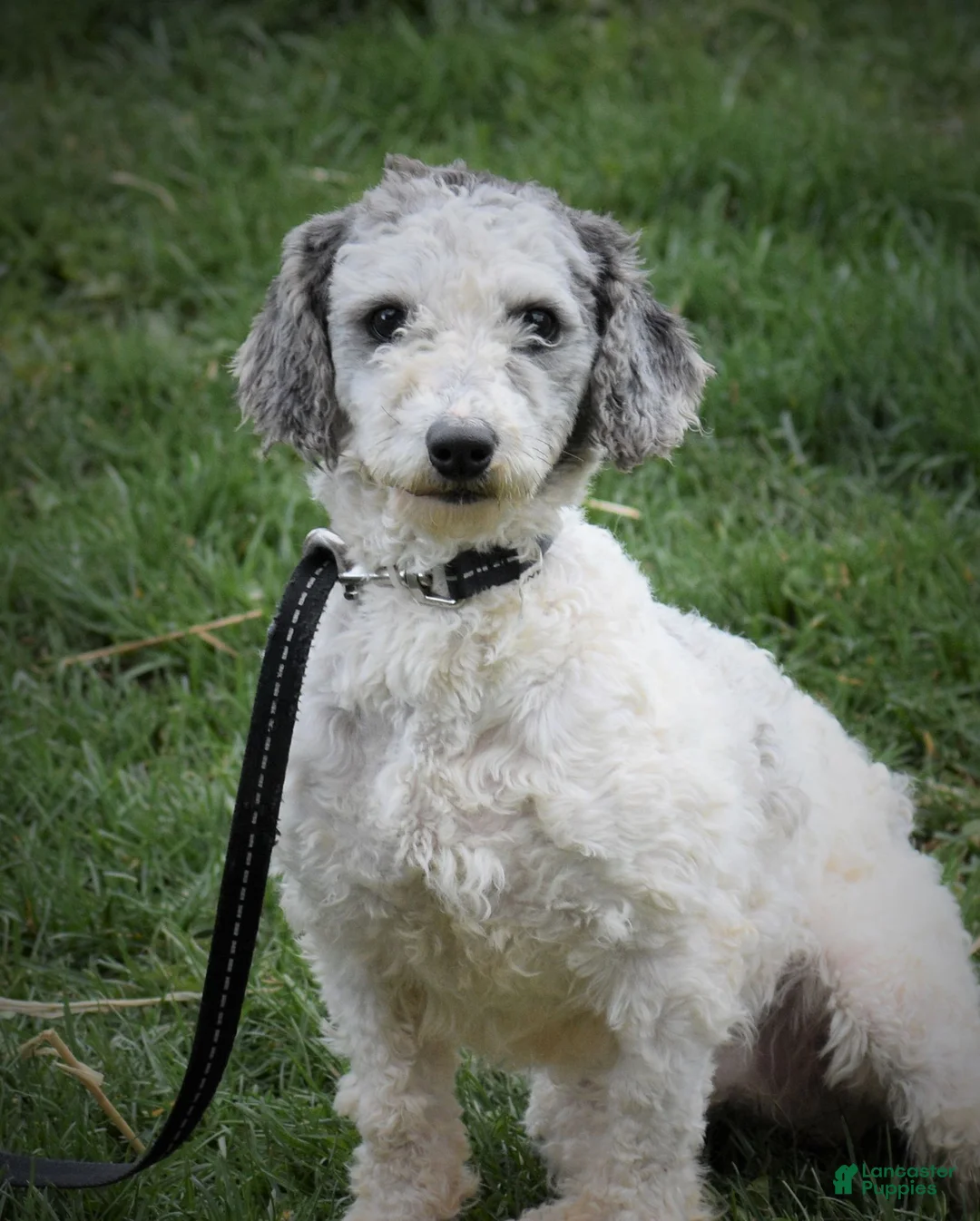 Yorkiepoo dogs for sale: Courtney - Ad 7