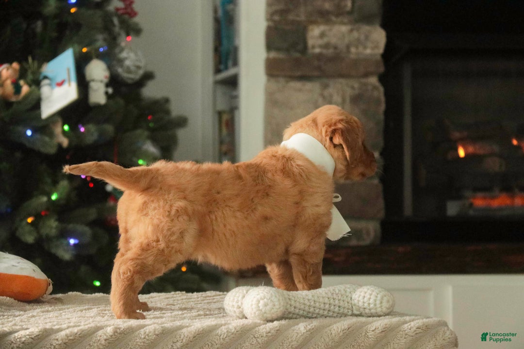 Golden Retriever dogs for sale: Savannah - AKC - Ad 5