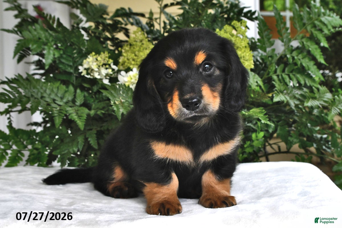 Miniature Dachshund dogs Ranger - Ad 1