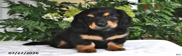 Miniature Dachshund dogs for sale: Ranger - Ad 1