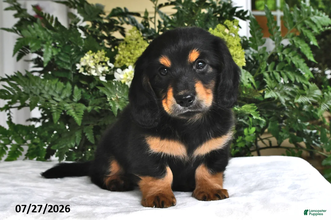 Miniature Dachshund dogs for sale: Ranger - Ad 1