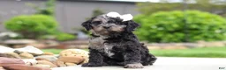 Cavapoo dogs for sale: Paris - Ad 2