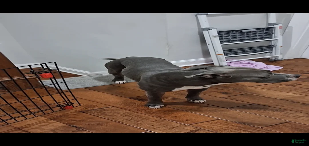 Gallery Image {{count}}