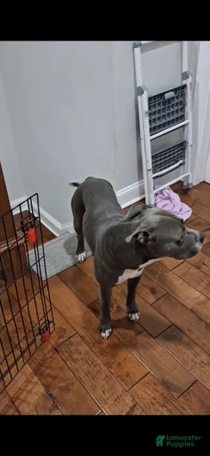 Gallery Image {{count}}