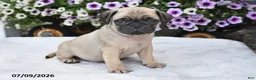 Pug dogs for sale: Ranger - Ad 1