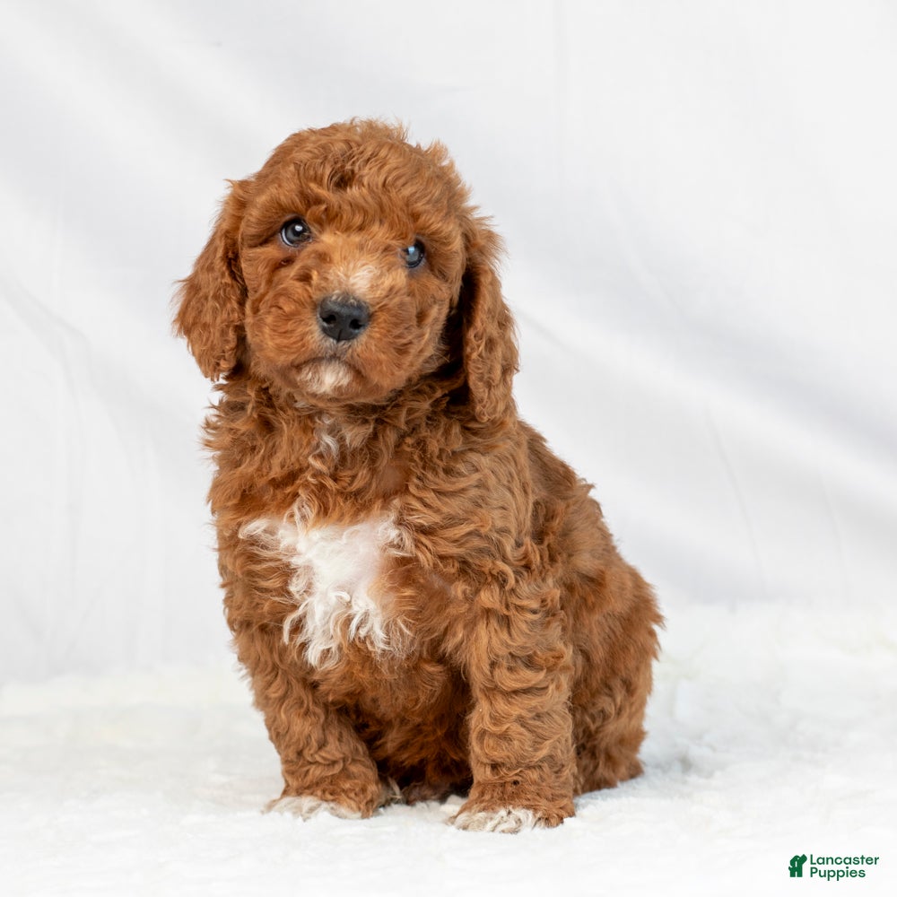Mini Goldendoodle dogs Layton - Ad 16