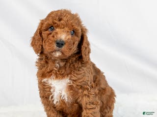 Mini Goldendoodle dogs Layton - Ad 8