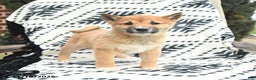 Shiba Inu dogs for sale: Navar - Ad 4