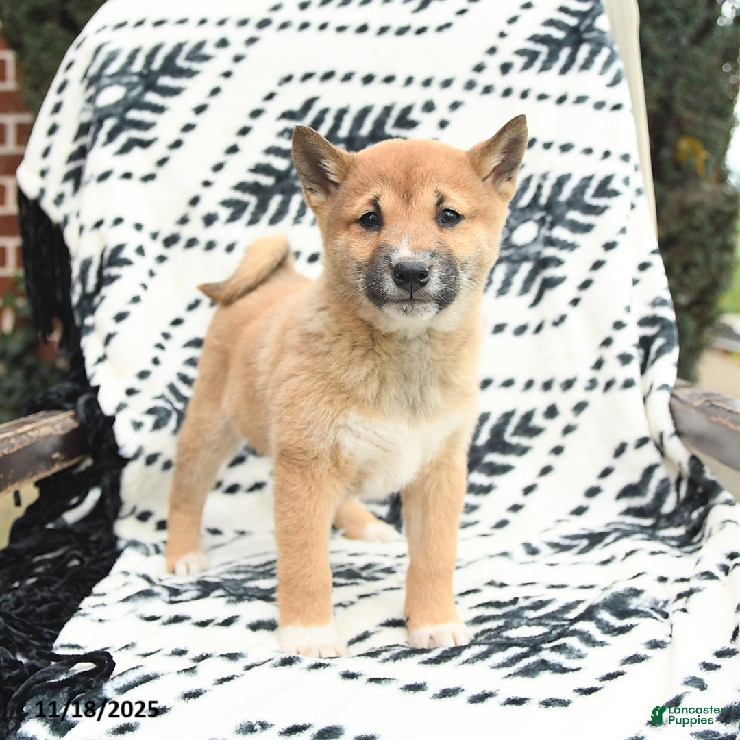 Shiba Inu dogs for sale: Navar - Ad 4