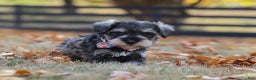 Miniature Schnauzer dogs for sale: Brianna - Ad 39