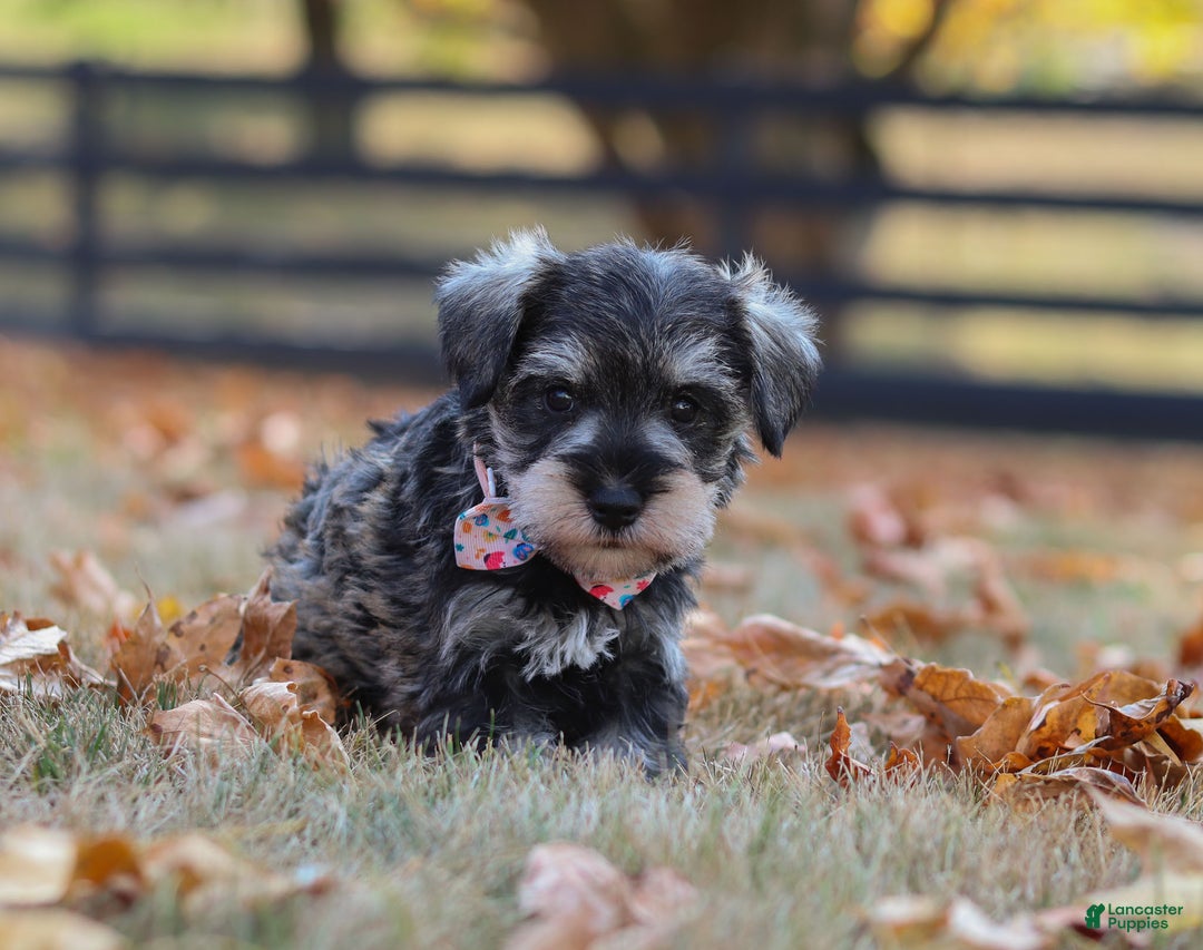 Miniature Schnauzer dogs for sale: Brianna - Ad 39