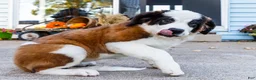 Saint Bernard dogs for sale: Smarty - Ad 3