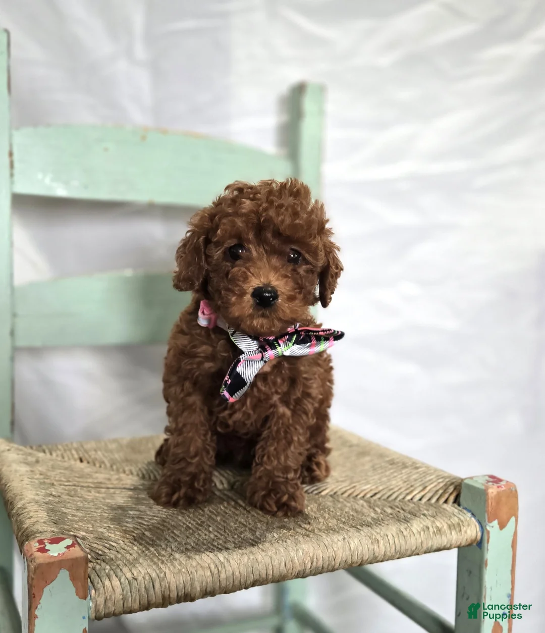 Toy Poodle dogs for sale: Daisy - Ad 6