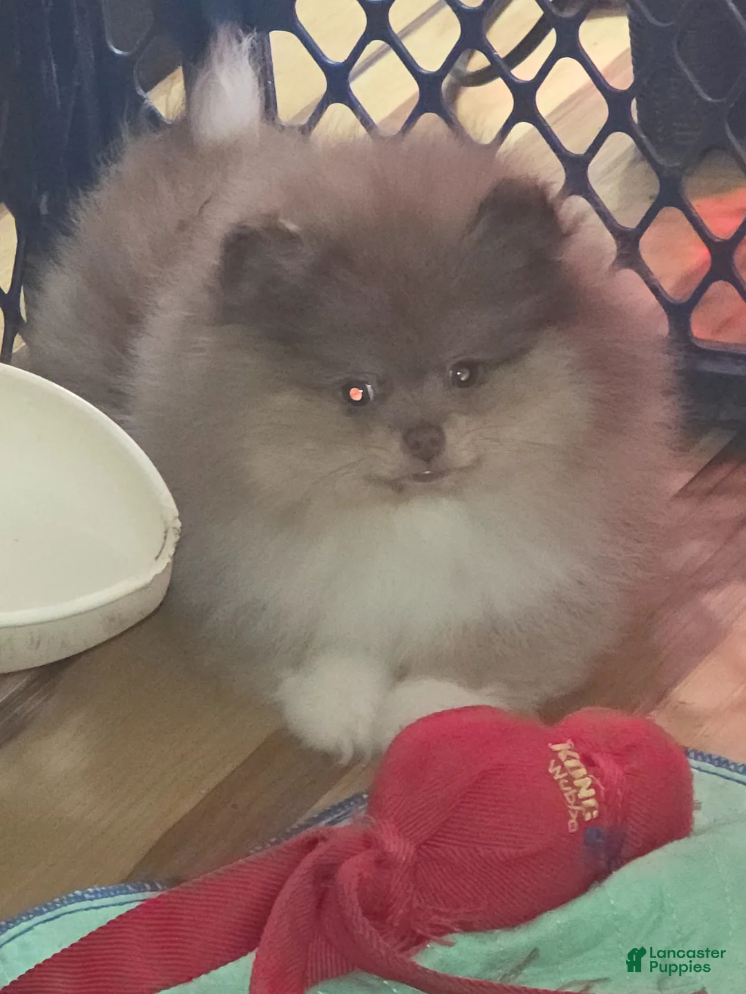 Pomeranian dogs for sale: Pomeranian Puppy 1 - Ad 2