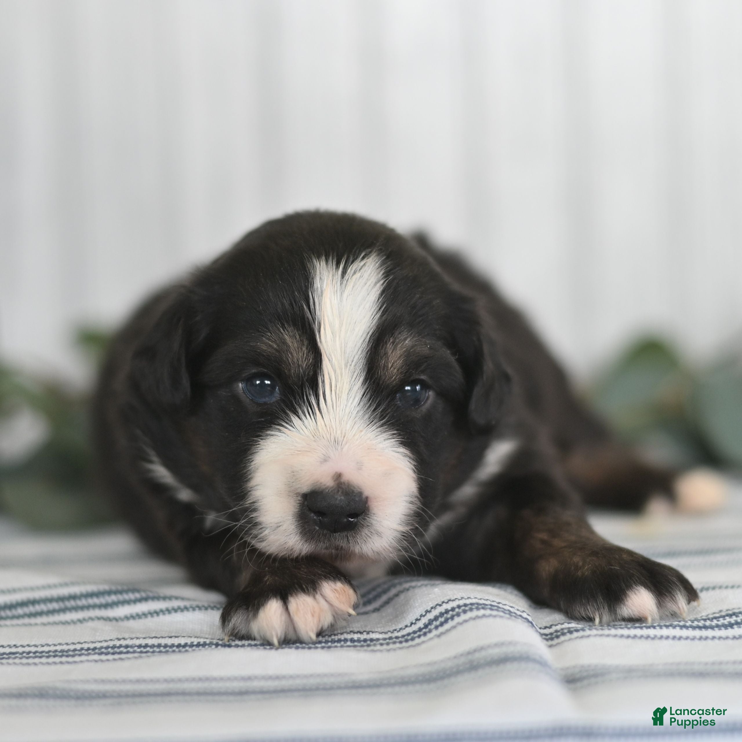 Miniature Australian Shepherd dogs George  - Ad 23