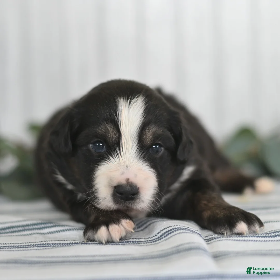 Miniature Australian Shepherd dogs for sale: George  - Ad 1