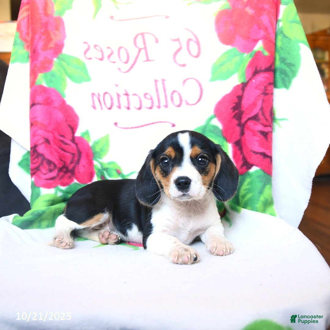 Beaglier dogs for sale: Everett - Ad 2