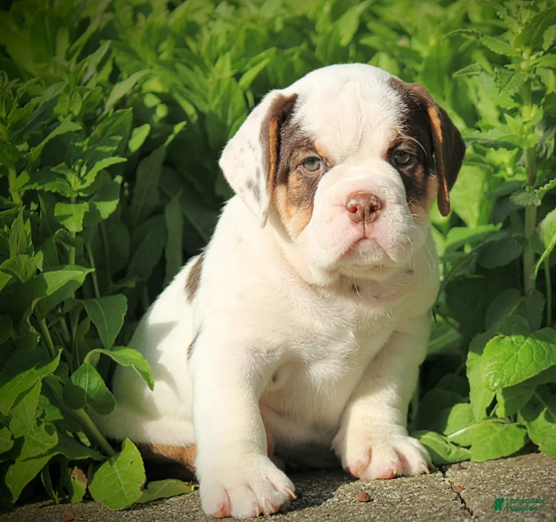Beabull dogs for sale: Brittany - Ad 1