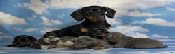 Miniature Dachshund dogs for sale: Akc Piston SH blue and tan DNA OFA  - Ad 6
