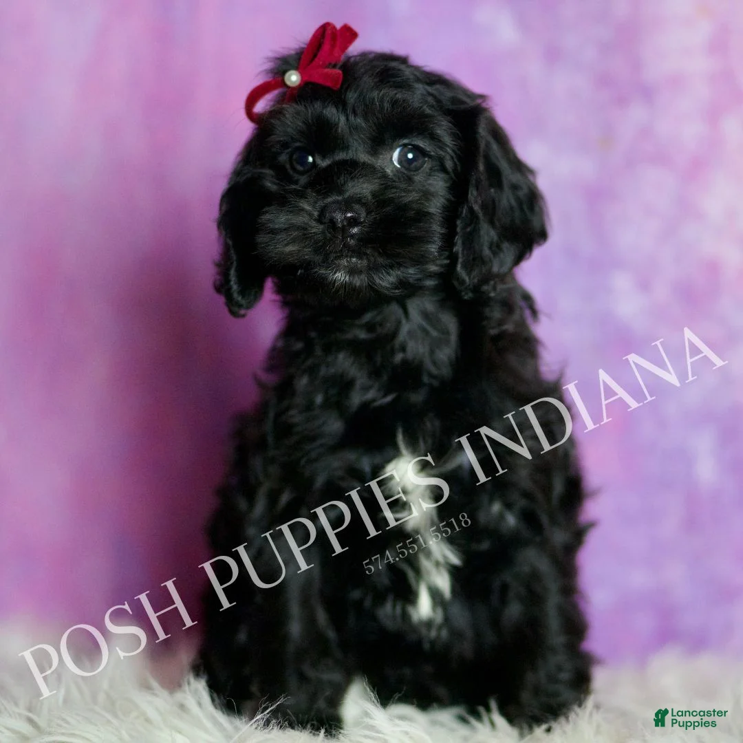 Cavapoo dogs for sale: Vivi Adorable Champion Line Cavapoo - Ad 2