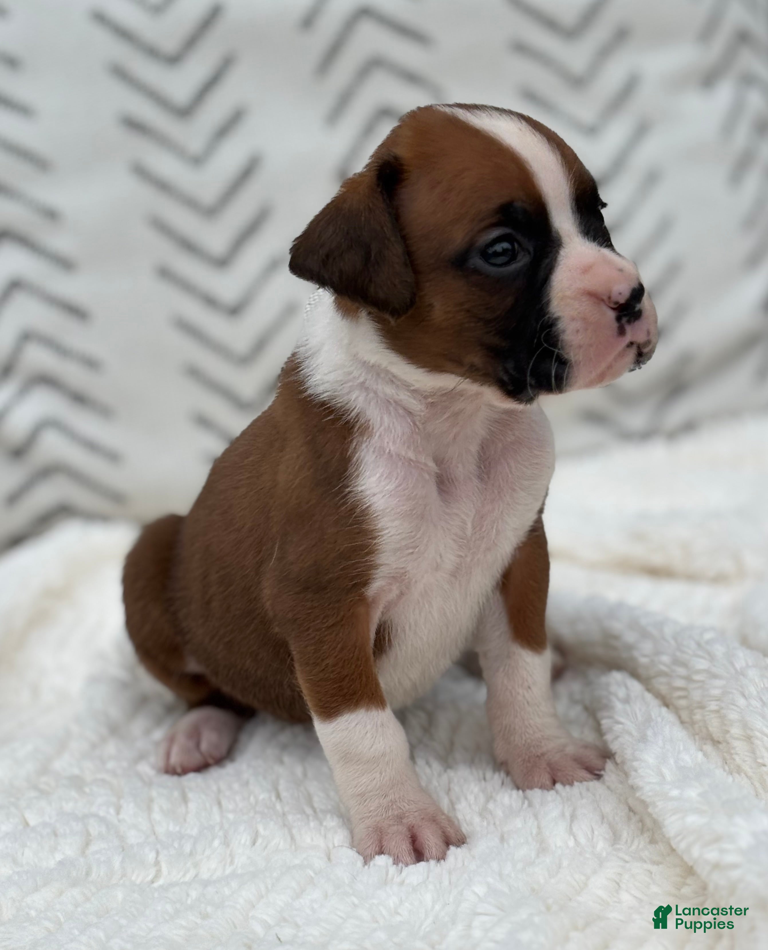 Boxer dogs Stella - Ad 2