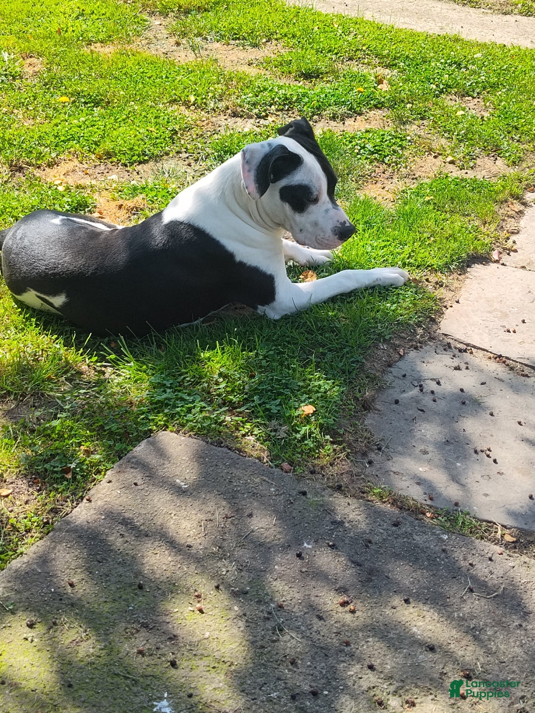 Other breed dogs for sale: Bane - Ad 2