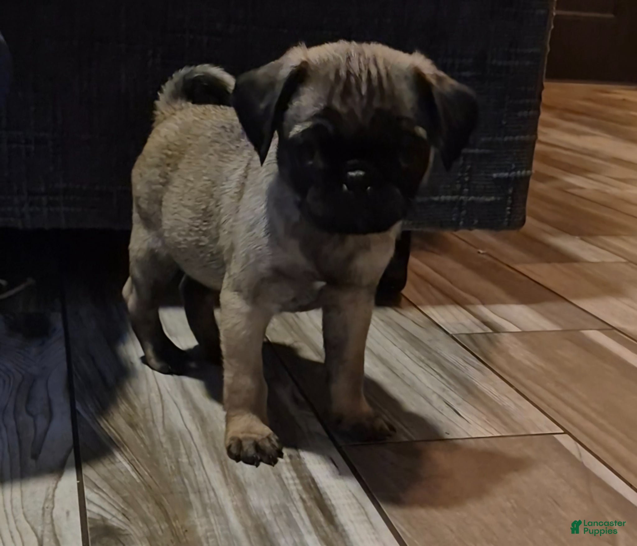 Pug dogs for sale: Pug Puppy 1 - Ad 3