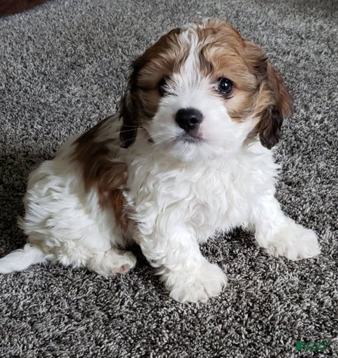 Gallery Image {{count}}