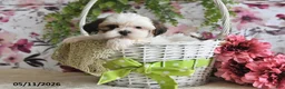 Shih Tzu dogs for sale: Terry - Ad 2